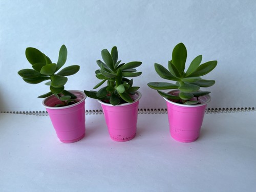 Crassula ovata minima small - ovata,