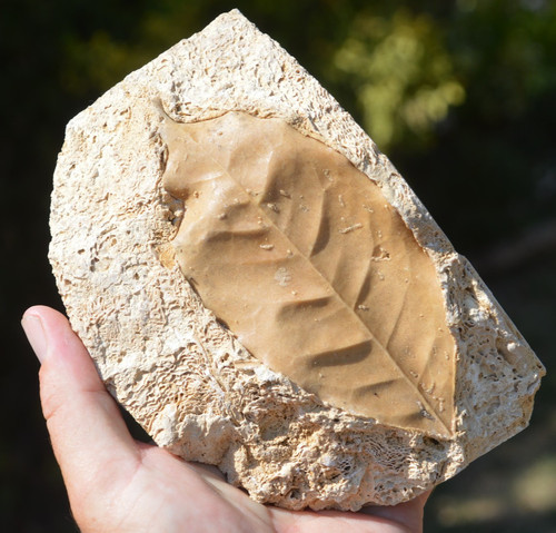 Large amazing rare - ,