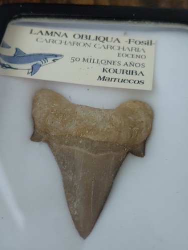 Morrocan fossil extinct sharks - fossil,