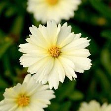Coreopsis Uptick 'Cream'