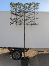Carpinus betulus pleached