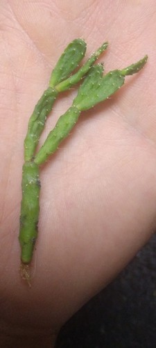 Schlumbergera opuntioides very