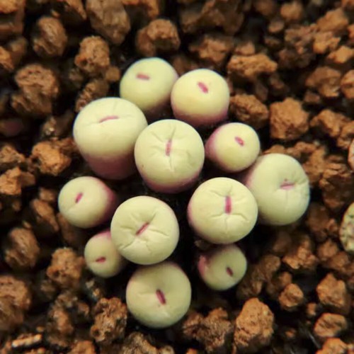 2cm succulent plant - succulent,