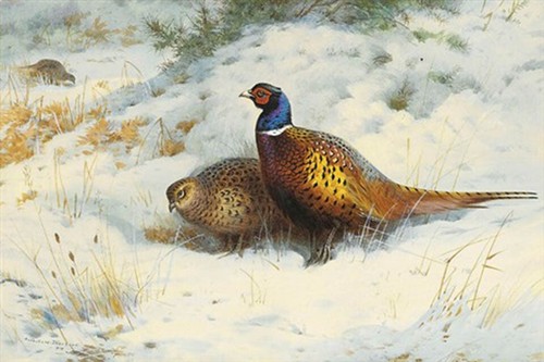 Archibald thorburn print a - archibald, a4