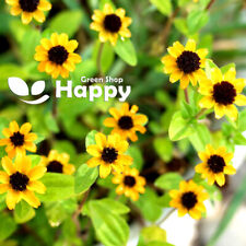 CREEPING ZINNIA - 260 SEEDS - Sanvitalia procumbens - HANGING BASKETS FLOWER