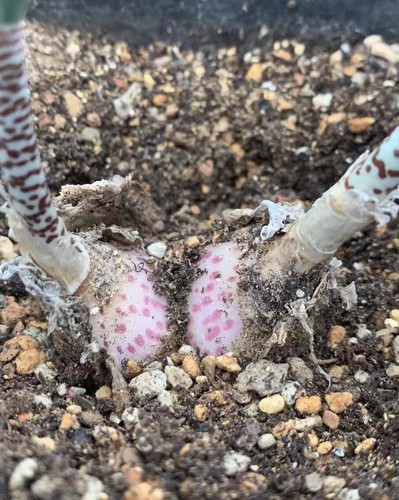 2cm rare plant ariocarpus - rare,