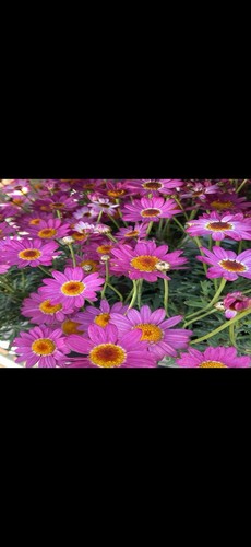 Large pink argyranthemum - large,