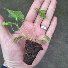 DELPHINIUM MAGIC FOUNTAIN DARK