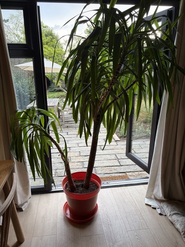 Huge indoor yukka 5ft - huge,