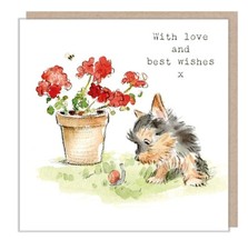 Cute Yorkshire Terrier With