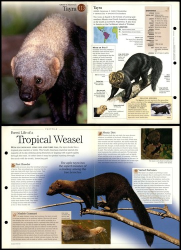 Tayra 113 mammals - #113,