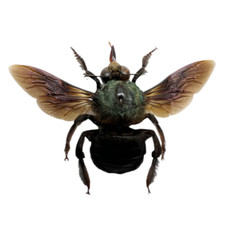 Giant Tropical Blue Green