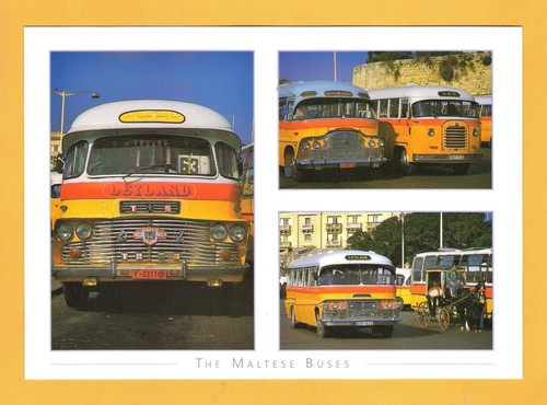 Large postcard the maltese - the,