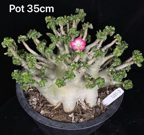 Pot 35cm rare adenium - pot,