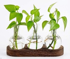 Glass Plant Propagation