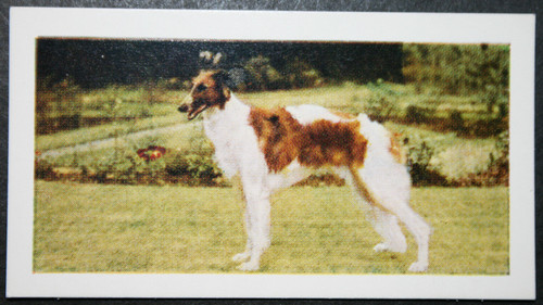Borzoi russian wolfhound - borzoi,
