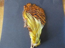 golden pheasant complete head