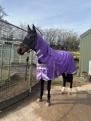 Horse turnout rug 200g 1200 - 200g,