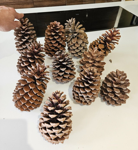 Large pine cones - 11,