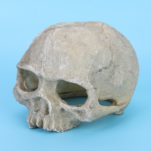 Resin head bone skull - resin,
