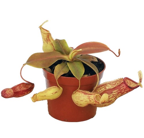 Nepenthes tropical pitcher - -,