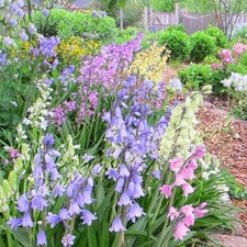 Mixed Spanish Bluebells Forest