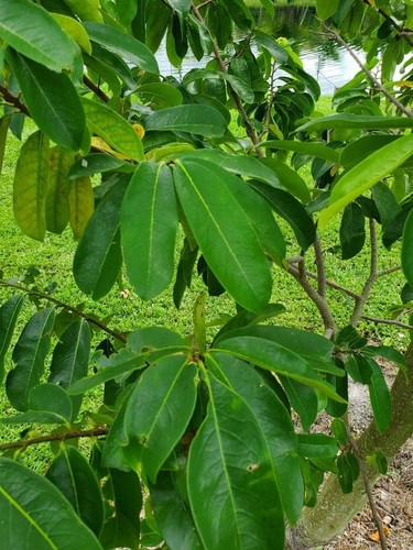 Soursop leaves hojas - soursop, leaves,
