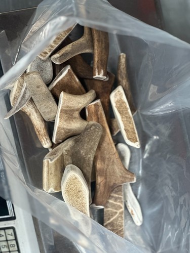 Small deer antler dog - antler, chews