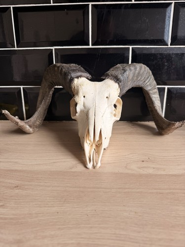 Real rams skull taxidermy with - real,