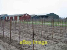 Photo 6x4 Fruit packing