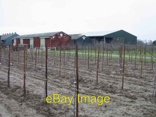 Photo 6x4 fruit - photo,