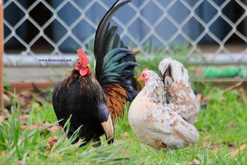 Fertile show quality - fertile,