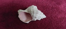 ** BRANKSOME POTTERY VINTAGE SEASHELL **