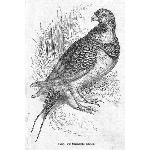 Birds pin tailed sand - birds,
