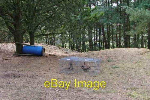 Photo 6x4 trap cringle woods - 6x4,