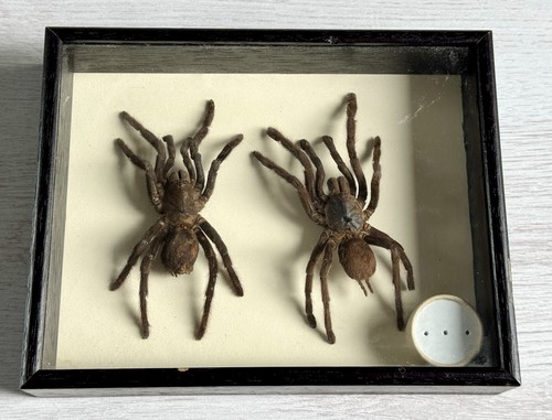 Framed tarantula spider - framed,