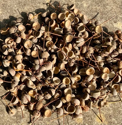 100 dried acorn - acorn, caps