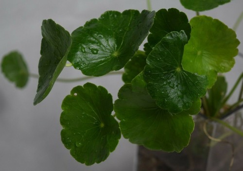 Water gotu kola hydrocotyle - gotu-kola,,