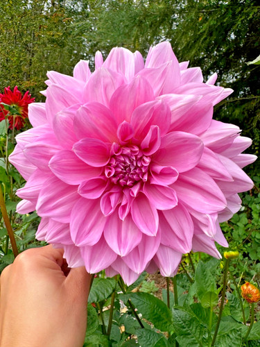Cafe lait rose dahlia - x,