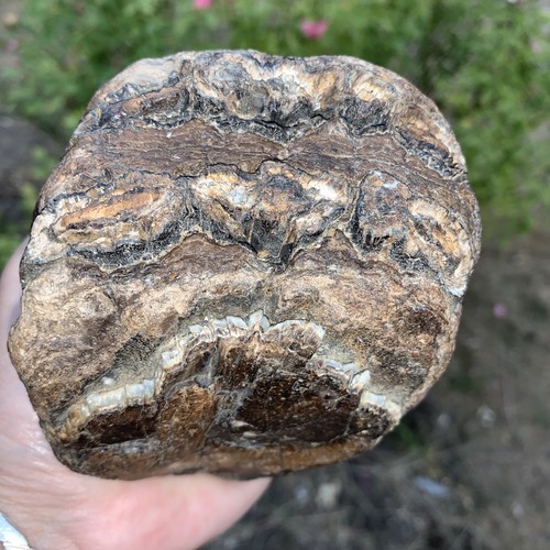 Mammoth tooth fossil - tooth,