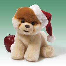 Boo World's Cutest Dog with