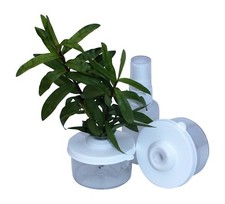 Stick Insect,Leaf Insect