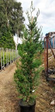 Western Red Cedar ( thuja