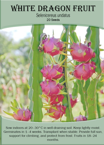 White dragon fruit - dragon,