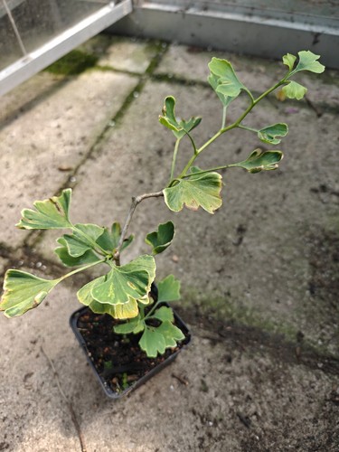Ginkgo biloba maidenhair tree - ginkgo,