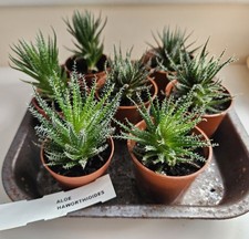 Aloe Haworthioides Succulent Plant 5cm Bare Root Indoor House Plant