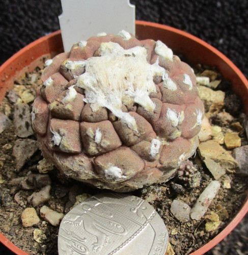 Copiapoa hypogaea really - hypogaea-,