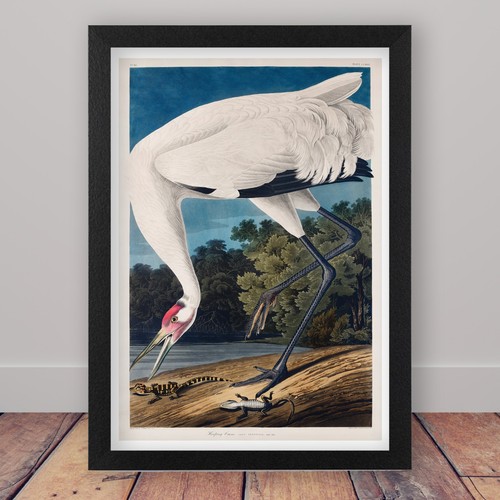 Framed john james audubon - framed,