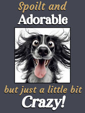 Springer Sprocker Spaniel