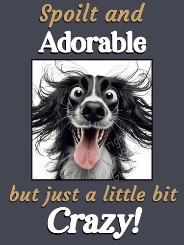 Springer sprocker spaniel - springer,